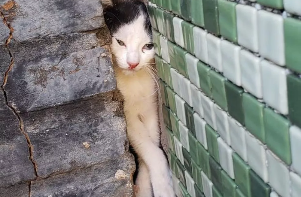 Gatinho ficou preso no vão entre a churrasqueira e a parede em Marília — Foto: Corpo de Bombeiros/ Divulgação