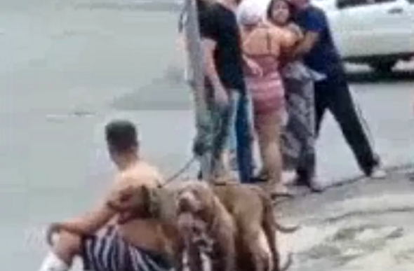 Cachorro é atacado e morto por pitbulls nesta segunda-feira (18) no bairro Jaqueline, em Belo Horizonte. — Foto: Reprodução / Redes Sociais