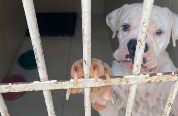 Foram recuperados 30 cães e levados para uma faculdade para receber atendimento veterinário. - Foto: MPMG/ Divulgação