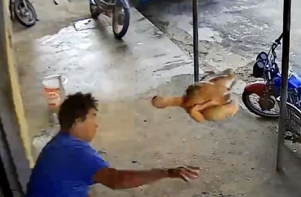 Homem tenta atingir assaltante com frango abatido durante roubo no Ceará - Foto: Reprodução