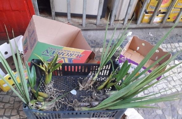 Orquídeas eram vendidas na calçada. — Foto: Guarda Municipal de BH / Divulgação