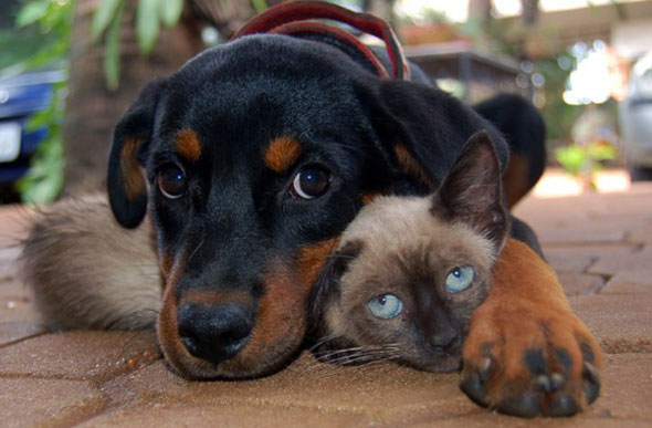 Pesquisa revela os nomes de cães e gatos mais comuns no Brasil em 2020