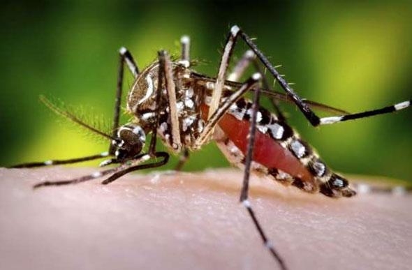 Foto: Reprodução O Tempo/ Casos prováveis de dengue em Minas quase triplicam em uma semana