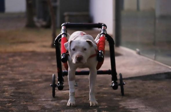 Cão recebeu uma doação de cadeira de rodas — Foto: Alex de Jesus / O Tempo