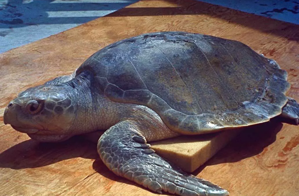 Sete pessoas morrem e 38 são internadas após comerem carne de tartaruga marinha - Foto: Wikicommons/Reprodução