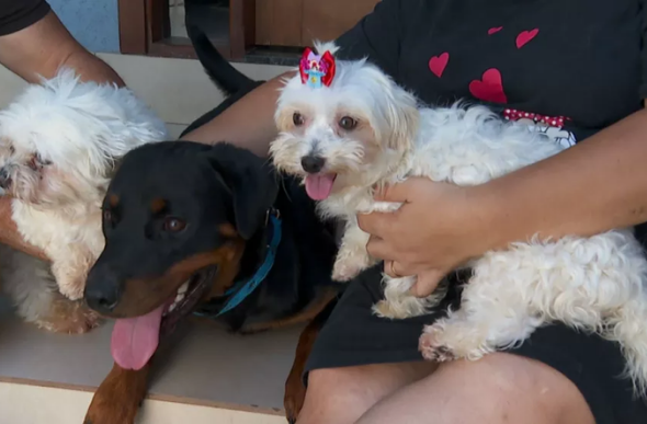 Rottweiler ajuda a salvar outros dois cachorros durante temporal em Barretos (SP) — Foto: Reprodução/EPTV