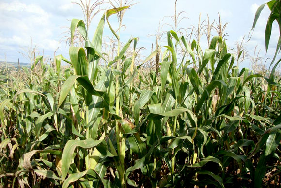 Cultivar será lançada durante a SIT / Foto: Divulgação Embrapa