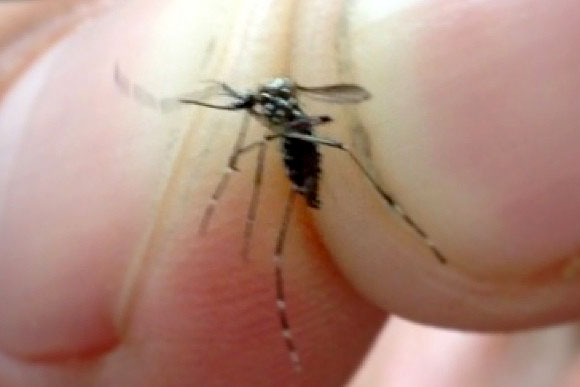 Sete Lagoas mantêm o registro de três mortes por dengue / Foto: Setelagoas.com.br