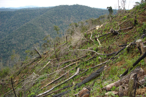 Minas lidera em desmatamento da Mata Atlântica / Foto:ra-bugio.org.br