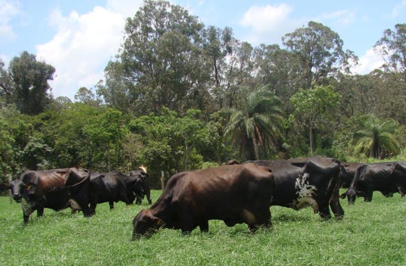 Gado de leite em fazenda experimental da EPAMIG - Foto: Erasmo Pereira