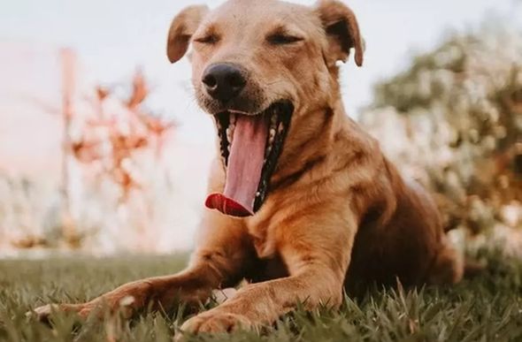 Cachorro (imagem ilustrativa) — Foto: Unsplash/Reprodução