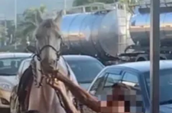 Homem é filmado dando cerveja a cavalo em Pará de Minas — Foto: Redes sociais / reprodução