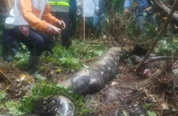 Moradores encontram mulher no aparelho digestivo da cobra — Foto: Reprodução/Redes Sociais