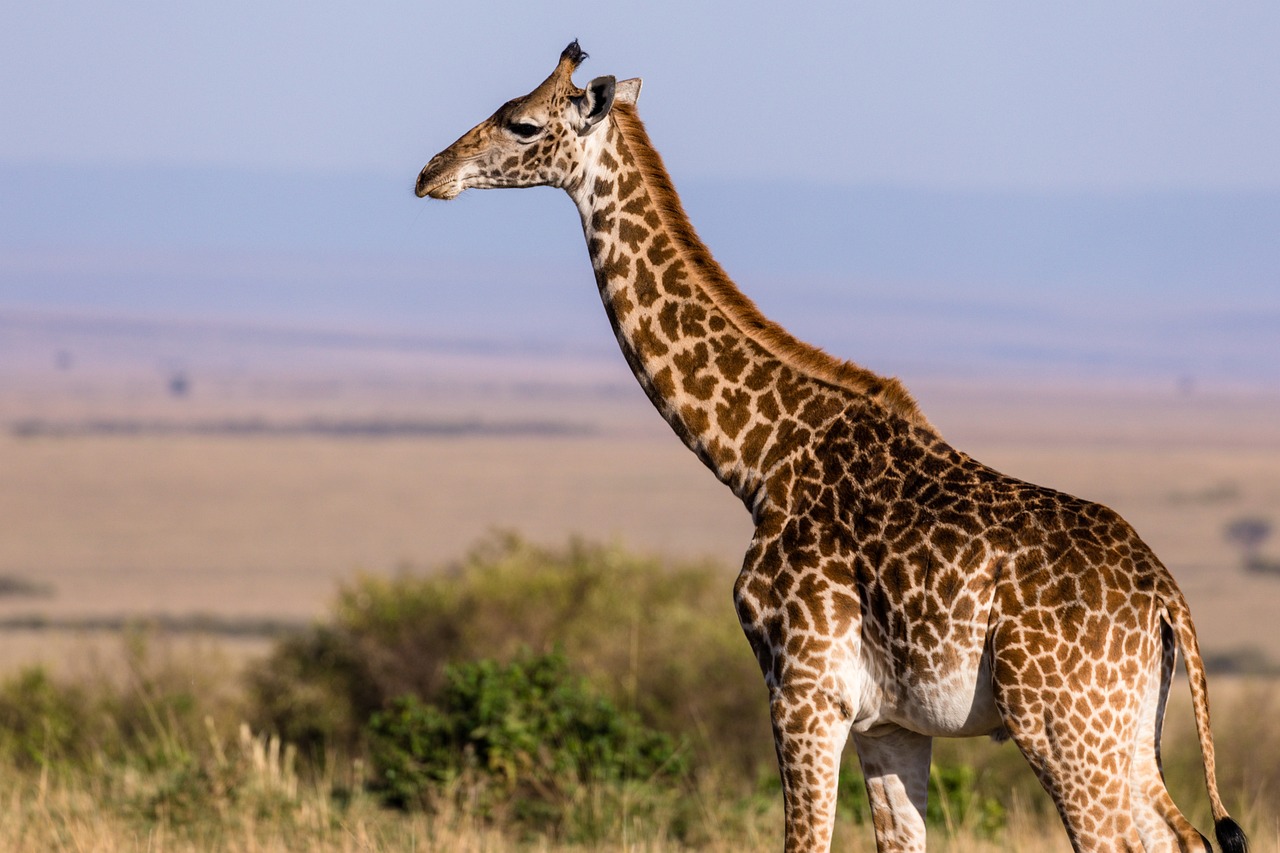 Mãe e filha foram atacadas em uma reserva natural sul-africana - Foto: Pixabay 