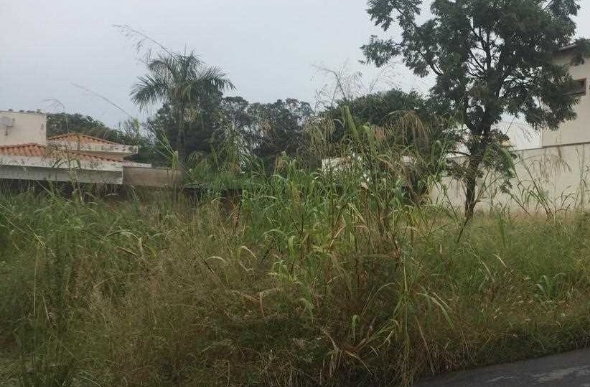 Bastam poucos dias de chuva para que o mato cresça novamente. Foto: Arquivo/PMSL