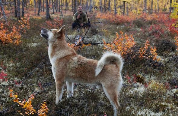 Imagem apenas ilustrativa; cão iria acompanhar dono em caça — Foto: Plato Terentev/Pexels