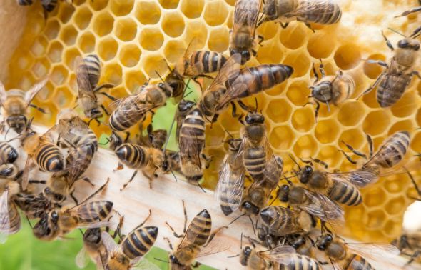 Foto:  Jaroslav Moravcik / Shutterstock.com