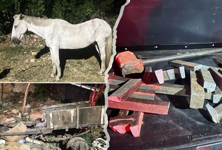 A maioria dos materiais furtados foi recuperada, e um cavalo em maus-tratos recebeu acolhimento. Fotos: ASCOM Prefeitura de Sete Lagoas