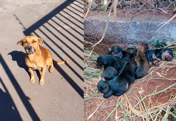 Cadelinha e filhotes estão na MG 424